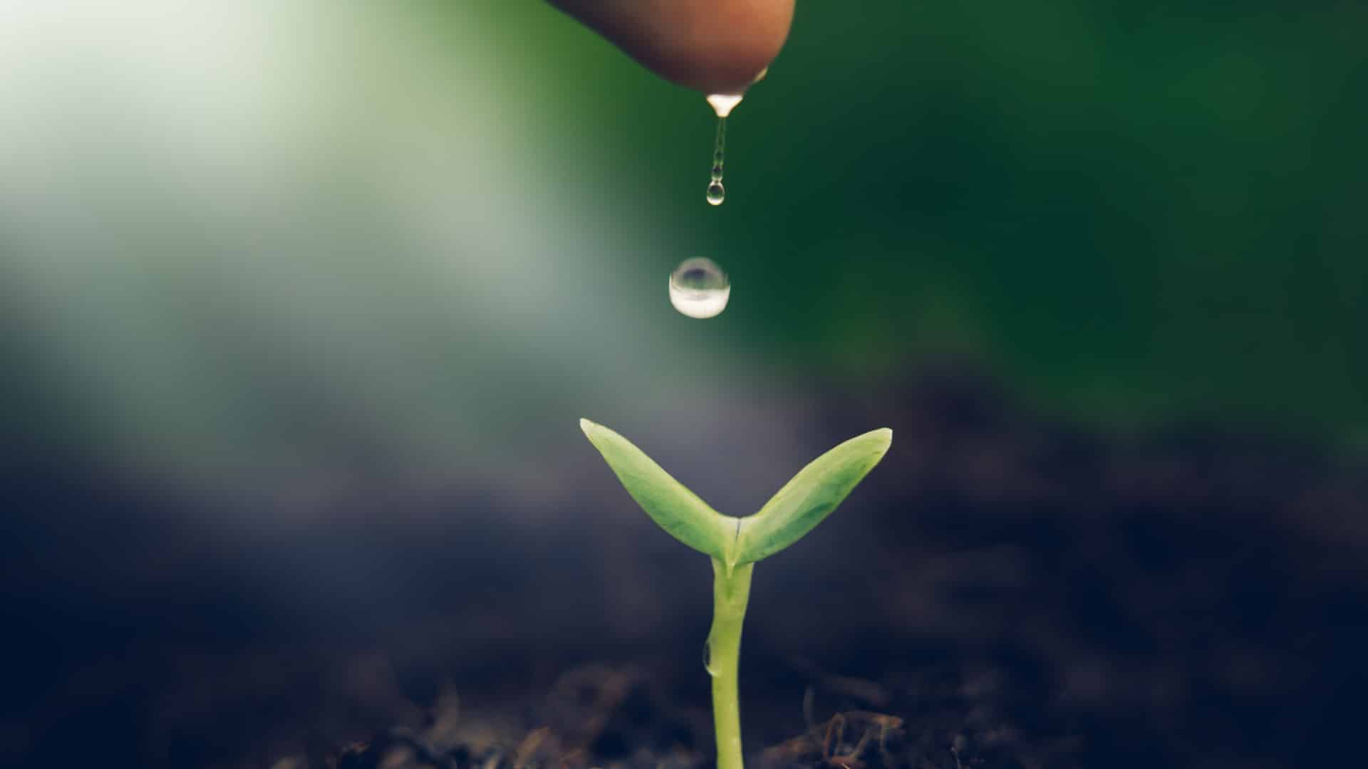 Water droplets falling from a fingertip onto a green seedling